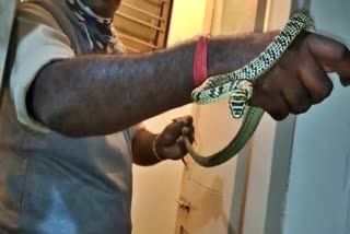 flying snake found in Mysore