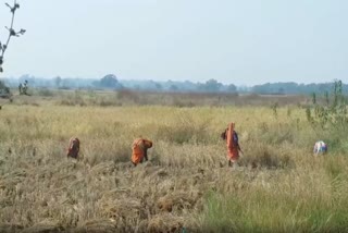 Farmers will sell paddy in compliance with covid guideline: district supply officer