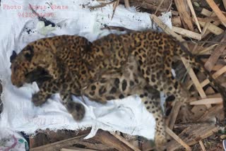 Dead leopards