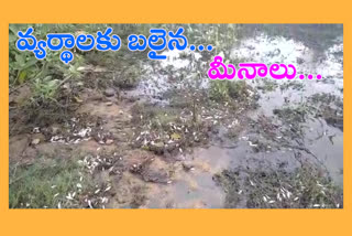 fishes died due to waste water