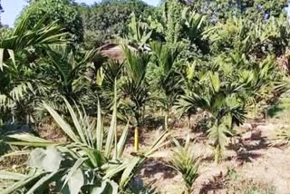 hojai-lumding-forest-destruction