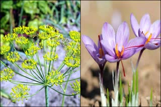 asafoetida and saffron cultivation in Himachal