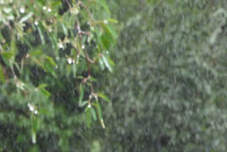 ഇടുക്കിയിൽ മഴ ശക്തം  ഇടുക്കി മഴ  ഇടുക്കിയിൽ യെല്ലോ അലർട്ട്  Meteorological Department  heavy rain in idukki  warns of heavy rain in idukki