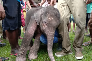 two_elephant_culf_dead_in_gorumata_national_park