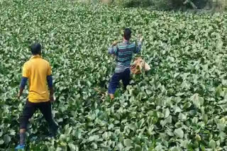 अजमेर जलकुंभी में फंसी गाय, Cow caught in Ajmer water hyacinth