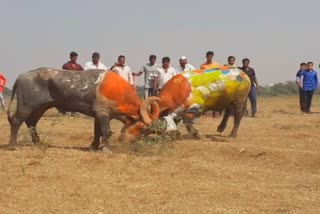 buffalo fight manmad news