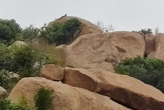 Locals were panicked by a  leopard