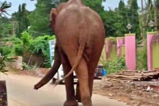 wild-elephant-at-bhavani-sagar-residential-area