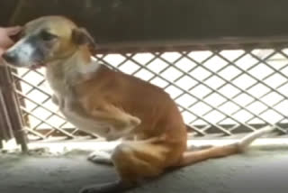 Life battle of this Haryana street dog ends in London