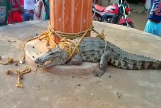 crocodile entered village of akaltara block in janjgir district