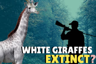 World's last known white giraffe gets GPS tracking device