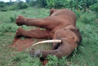 Elephant death by shock