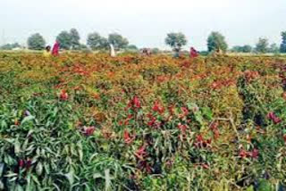 farmers effected by chilly seeds