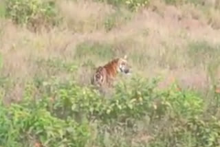 tourists spot tiger in melghat tiger reserve