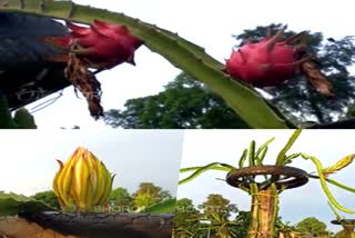 uttar pradesh farming  dragon fruit farming  ഷൈലേന്ദ്രനാഥ് കാന്ത്  ഡ്രാഗണ്‍ ഫ്രൂട്ട് വിളവെടുപ്പ്  ഡ്രാഗണ്‍ ഫ്രൂട്ട് കൃഷി  സൂപ്പര്‍ ഫ്രൂട്ട്