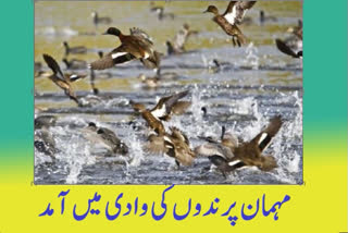 migratory birds