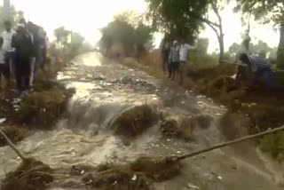 crop ruin in dholpur,  crop ruin due to water overflow