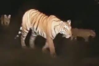 tiger