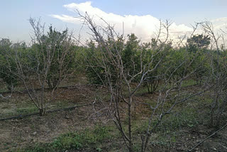 pomegranate crop for various disease_problem lingasaguru news