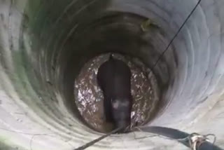 elephant fallen in well