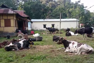 HUGE CATTLE SEIZED