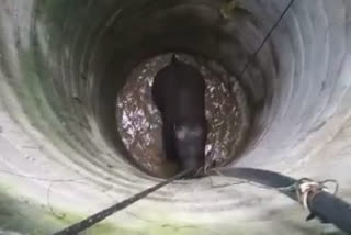 A wild elephant fell into a 50-foot-well near Palacode of Dharmapuri district