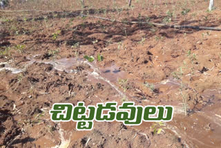 small forest growing in vikarabad district