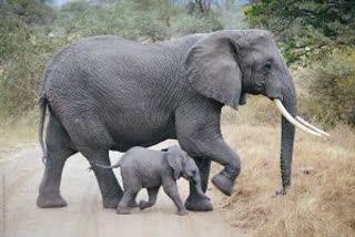 Death of Elephant Child