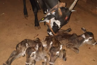 3 ಕರುಗಳಿಗೆ ಜನ್ಮ ನೀಡಿದ ಹಸು