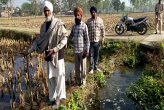 Crops damage due to water in tihamo Village in yamunanagar