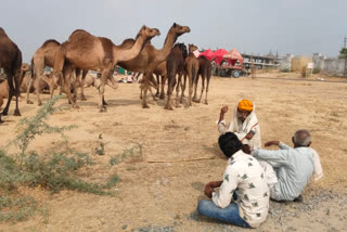 Pushkar news, Camel business man, Pushkar Cattle Fair
