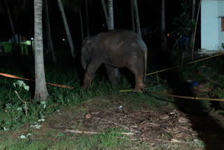 Elephant fell into well rescued after 15 hours struggle