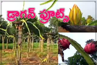 LARGE SCALE CULTIVATION OF DRAGON FRUITS AT UNNAO DISTRICT IN UP