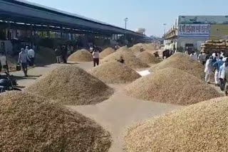 Bikaner News, Groundnut of Bikaner, Peanut production, बीकानेर अनाज मंडी, कृषि विधयेक