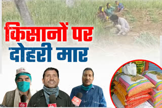 Sikar News, seeds rate, रबी की फसल, सीकर के किसान