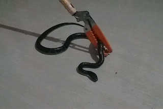 Live rescue of snake