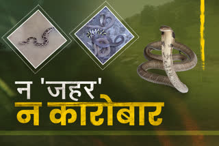 decrease-in-snake-species-in-jamtara