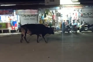 Agar bus stand stray bull terror