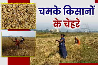 farmers-happy-to-good-paddy-yield-in-jharkhand