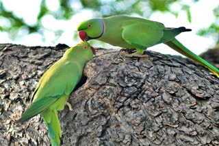 two parrots chit chat in tree branch