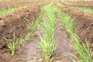 Only 18% sowing in rabbi season in Jalgaon district