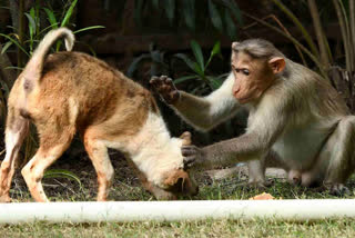 monkey fight with dog