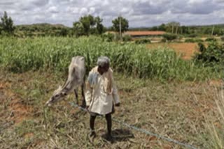 Farmers in Jalgaon