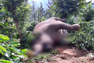 Elephant death near Virajpet