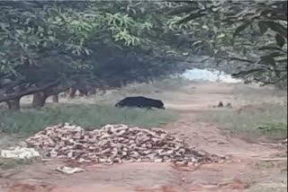 the-sudden-arrival-of-a-bear-in-lalpur-government-park-in-gorela-caused-a-stir