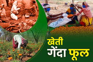 women-of-self-help-group-are-becoming-self-sufficient-by-cultivating-flowers-in-bhatgaon-of-dhamtari-district