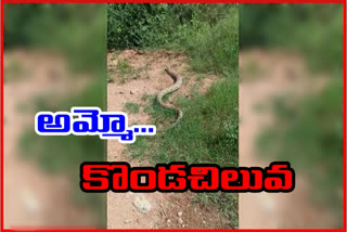 python-caught-in-peddakotla-village-of-tadimari-mandal