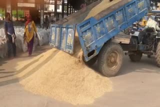 70-thousand-quintal-millet-purchased-in-sohna-grain-market