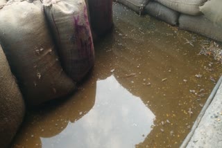 Wheat soaked in rain