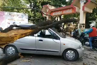 tree fell on moving car